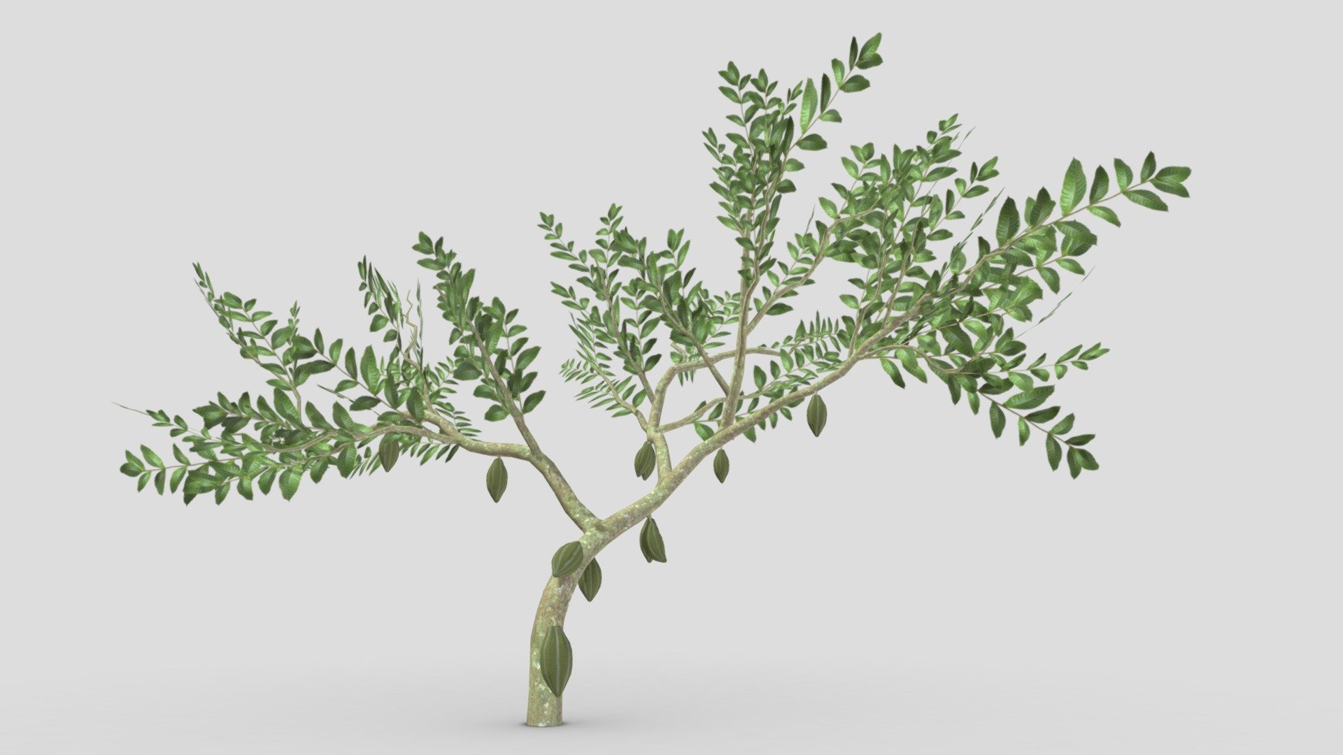 This is a 3D low poly model of a Cacao tree that you can use in your projects.

Info:

Theobroma cacao is a small evergreen tree in the family Malvaceae. Its seeds, cocoa beans, are used to make chocolate liquor, cocoa solids, cocoa butter, and chocolate. Native to the tropics of the Americas, the largest producer of cocoa beans in 2018 was Ivory Coast, at 2.2 million tons.