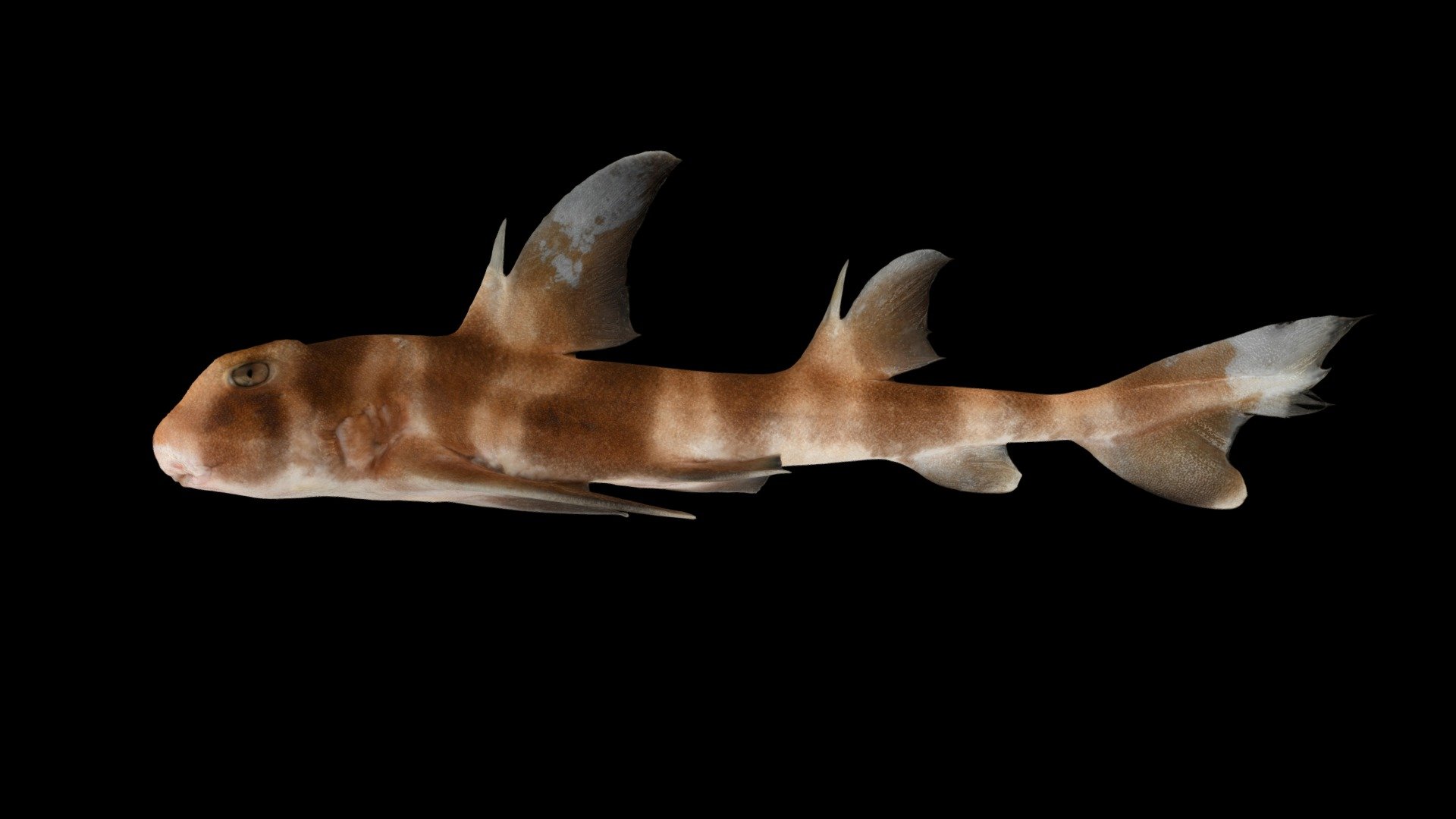 License: CC0  

Animalia 動物界

　Chordata 脊索動物門

　　Chondrichthyes 軟骨魚綱

　　　Heterodontiformes ネコザメ目

　　　　Heterodontidae ネコザメ科

　　　　　Heterodontus ネコザメ属

　　　　　　Heterodontus japonicus ネコザメ  

海水魚 サメ 魚類 鮫・鱏