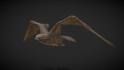 Animals: Hawk hawk