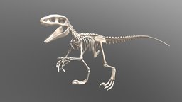Carnivore Dinosaur Skeleton body, skeleton, anatomy, raptor, carnivore, allosaur, animal, dinosaur