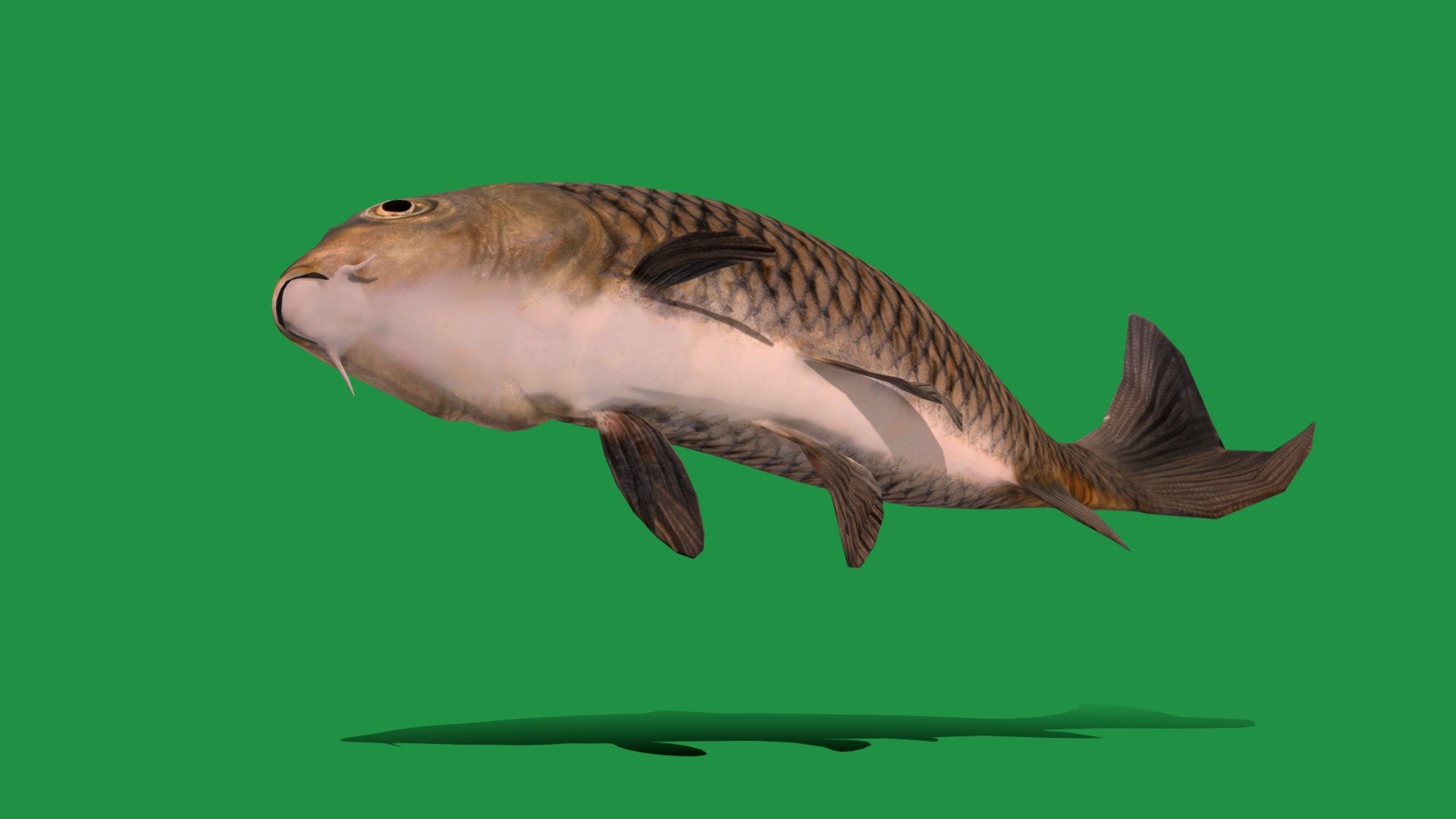 

Common Eurasian Carp (European carp)Endangered Species

Cyprinus Carpio Animal Fish(Aquatic)freshwater,Marine Animals,

1 Draw Calls

LowPoly

Game Ready (Character)

Subdivision Surface Ready

6- Animations 

4K PBR Textures 1 Material

Unreal/Unity FBX 

Blend File 3.6.5 LTS / 4 Plus

USDZ File (AR Ready). Real Scale Dimension (Xcode ,Reality Composer, Keynote Ready)

Textures Files

GLB File (Unreal 5.1 Plus Native Support,Gadot)


Gltf File ( Spark AR, Lens Studio(SnapChat) , Effector(Tiktok) , Spline, Play Canvas,Omiverse ) Compatible




Triangles -3896



Faces -1982

Edges -3949

Vertices -1972

Diffuse, Metallic, Roughness , Normal Map ,Specular Map,AO


The Eurasian carp ,European carp, widely known as the common carp, is a widespread freshwater fish of eutrophic waters in lakes and large rivers in Europe and Asia.Common carp (Cyprinus carpio) are large, heavy-bodied freshwater fish native to Europe and Asia.Common carp are omnivorous bottom feeders