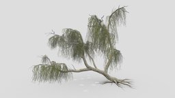 Weeping willow-19 weeping, willow, 3dtree, lowpoly, low, poly, weepingwillow, asma3d, 3dweepingwillow, lowpolyweepingwillow, 3dweeepingwillow, 3dlowpolyweepingwillow, shidareyanagi, chui-liu, trauerweide, saucelloron, treurwilg, bydmjnwn, shjrlsfsf, 3dplants