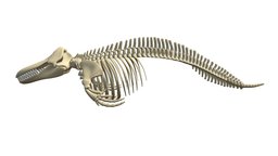 Killer Whale Orca Skeleton skeleton, anatomy, dolphin, mammal, killer, predator, ocean, pacific, atlantic, whale, water, toothed, orca, arctic, orcinus, baleen, killerwhale, killer-whale, skull, animal, sea, bones
