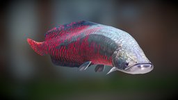 Fish Arapaima Gigas Low Poly model fish, fishing, ocean, aquarium, sale, cgtrader, gamemodels, digital3d, lowpolymodel, gigas, shale, arapaima, 3d, lowpoly, 3dmodel, sgtrader