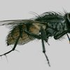 housefly ( Musca Domestica ) insect, bug, housefly, pest, realisitc, musca, fly, cinema4d, c4d
