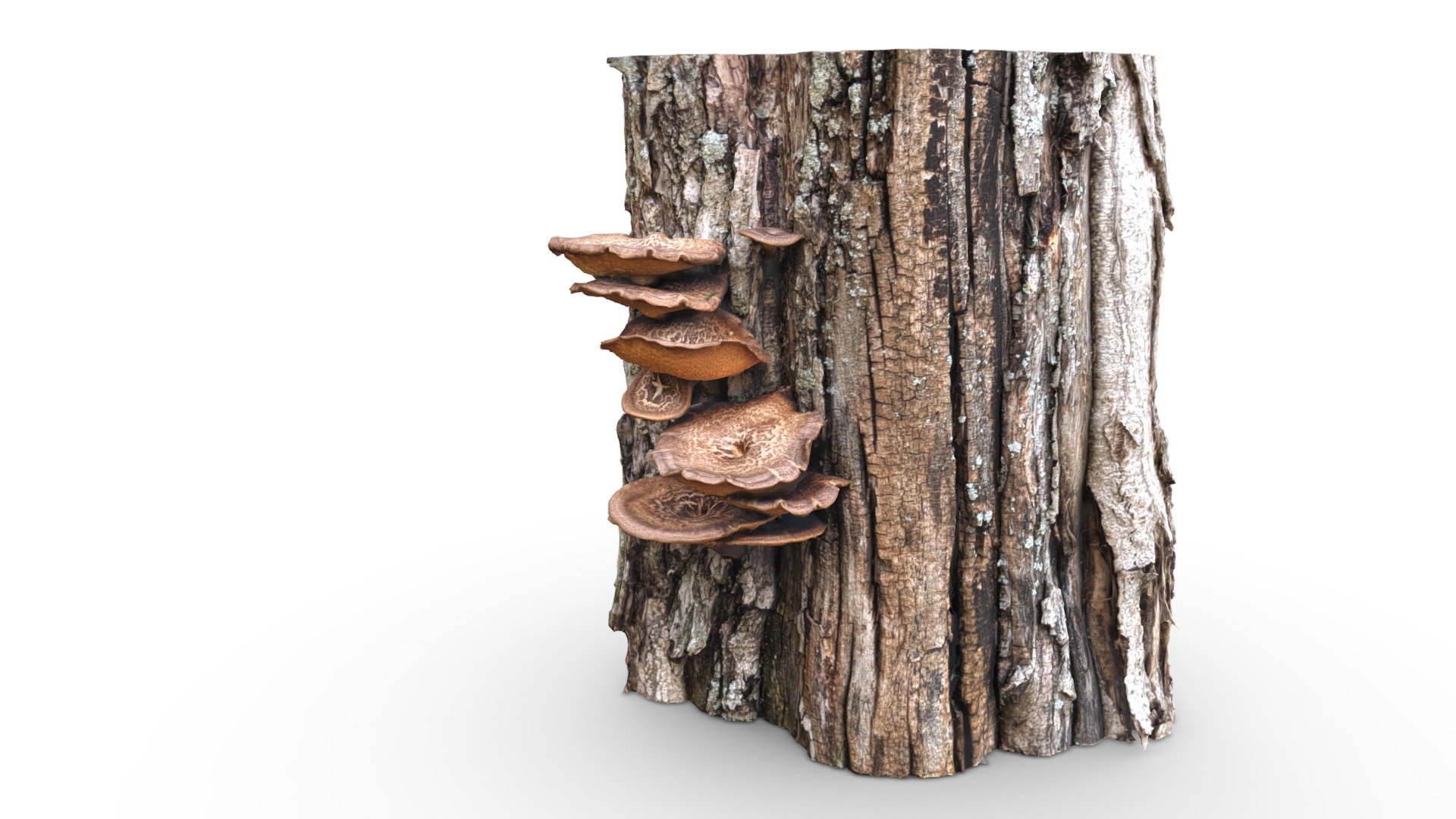 Now that it's springtime and the conditions are right, mushrooms abound. I found these lovelies in Old Tappan, NJ.

114 Pixel 2 images, processed in RealityCapture with a little bit of cleanup in Blender.