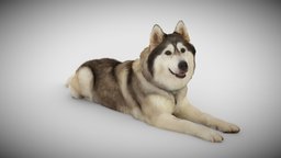 DOG C - 2of3 - Husky dog, pet, ar, gotoxy, photogrammetry, scan, 3dscan, animal
