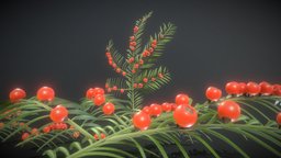 Yew Taxus Baccata Branch (High-Poly) european, domestic, branch, common, wip-1, yew, 3dhaupt, taxus, baccata, noai, heimische, gewohnliche, eibe, europaische