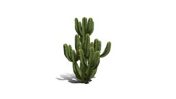 Realistic HD Candelabra tree (1/40) trees, tree, plant, plants, africa, desert, outdoor, foliage, nature, succulent, savana