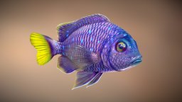 Fish Microspathodon Chrysurus fish, ocean, aquarium, sale, cgtrader, loypoly, game, 3d, animated, 3dmodel, sea, microspathodon, chrysurus