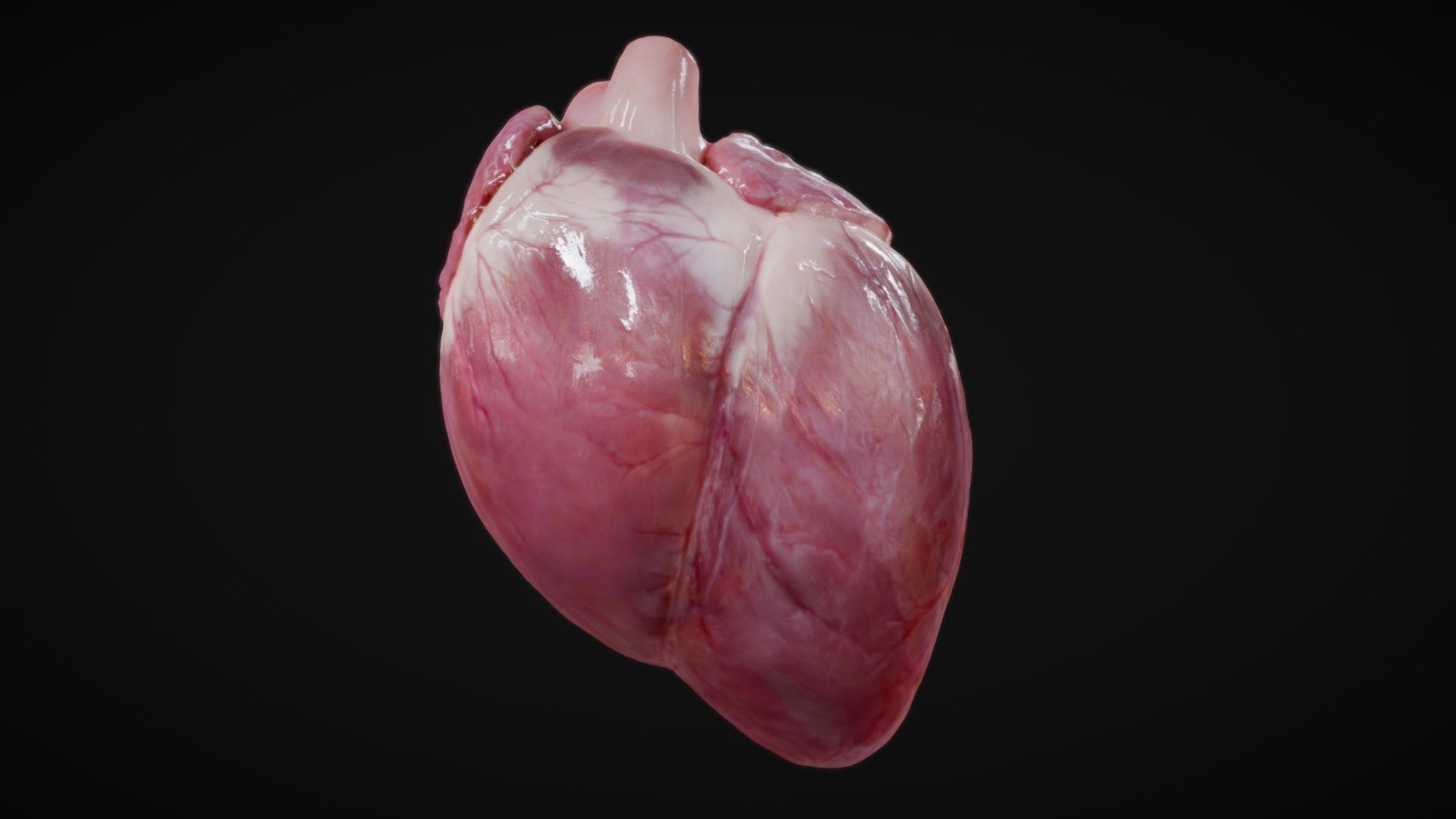 Animated 3D Heart with Photorealistic Textures (4K)

(Normal Map also included (4K))

This personal project kept me busy for several weeks  :D  

My goal was to achieve a smoothly running heart beat animation while maintaining the highest possible quality. 
I hope you like the organic look and all the little details, sculpted with love&hellip;  ;)

Please also enjoy a short (rendered) animation sequence on Instagram

Important notice: 
The migration from Sketchfab to Fab, becoming a trader on Fab etc. requires way too many steps and the specification of sensitive private data. Therefore I have decided to stop selling my 3D models.
