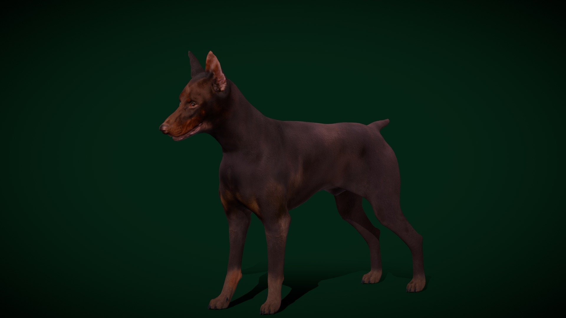 

Red Dobermann Pinscher Dog Breed (Doberman)Canine,Germany Breed 

Canis lupus familiaris Animal Mammal(Family Dog)Pet,cute,Domestic Dog

1 Draw Calls

MidPoly 

Game Ready (Character)

Subdivision Surface Ready

10- Animations 

4K PBR Textures Material

Unreal/Unity FBX 

Blend File 3.6.5 LTS / 4

USDZ File (AR Ready). Real Scale Dimension (Xcode ,Reality Composer, Keynote Ready)

Textures Files

GLB File (Unreal 5.1 Plus Native Support)


Gltf File ( Spark AR, Lens Studio(SnapChat) , Effector(Tiktok) , Spline, Play Canvas,Omiverse ) Compatible




Triangles -53068



Faces -28682

Edges -55750

Vertices -27117

Diffuse, Metallic, Roughness , Normal Map ,Specular Map,AO
 
The Dobermann is a German breed of medium-large domestic dog of pinscher type. It was originally bred in Thuringia in about 1890 by Louis Dobermann, a tax collector.a long muzzle and – ideally – an even  graceful gait.The Doberman Pinscher,  the Doberman, is a medium to large dog breed
