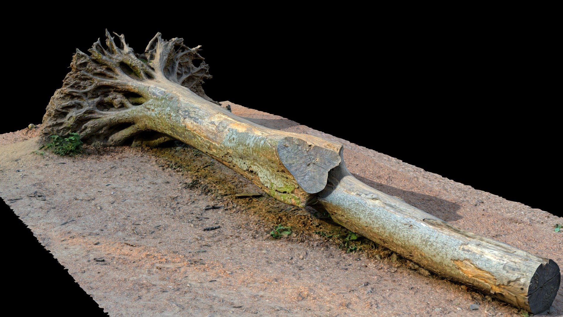 A fallen tree found during a walk in a beechwood.

coordinates: 42.410139, 12.203278

photogrammetry: 363 photos with 35mm lens