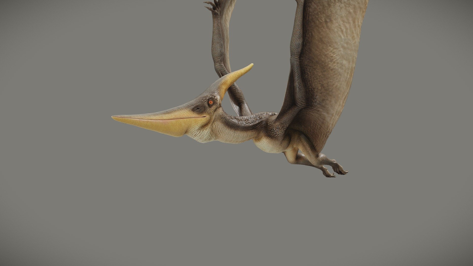 Get this model on Fab : https://www.fab.com/fr/listings/b0c97197-c8b8-4957-99c9-766fac5ea1b7

A Pteranodon Longiceps, a pterosaur of the cretaceous era, a prehistoric creature discovered in 1876, I've made with Blender and Gimp.

– For more dinosaurs, don't hesitate to take a look at my Prehistoric Animals collection and subscribe to it to stay tuned of new creatures. –