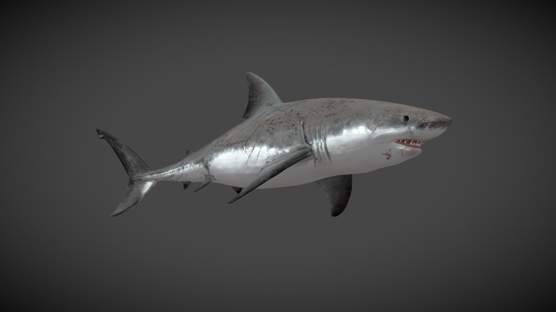 **Great White Shark **

Shark polygon mesh 
Color and normal maps
Simple FK rig
1000 frame animation loop (in place animation)
1000 frame animation loop (moving through the scene).