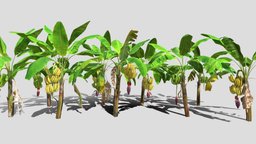 Banana plantation plant, fruit, flower, banana, leaf, pacific, farm, jungle, ecuador, plantation, plantain