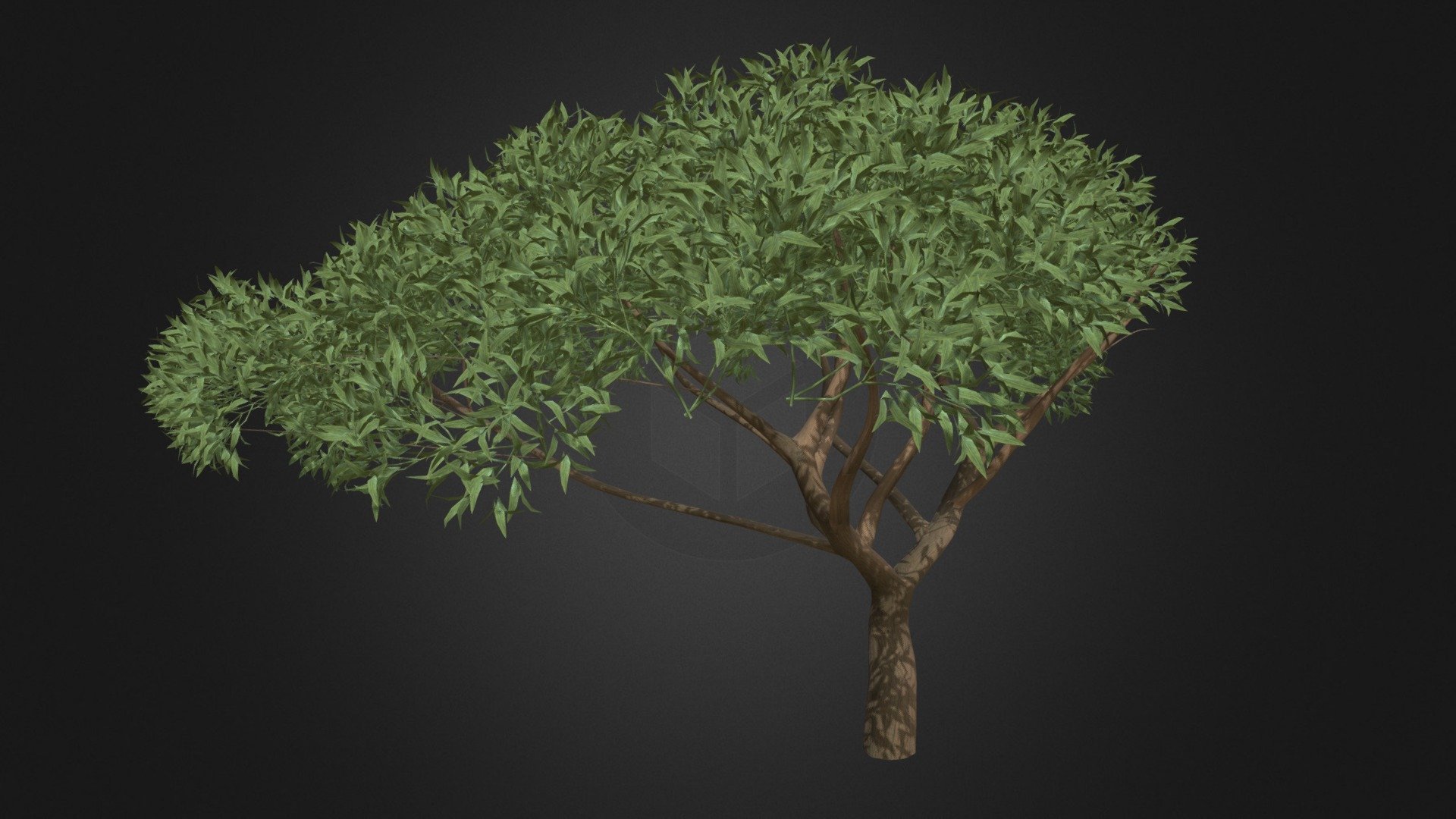 3d model of thorn tree (Acacia). Compatible with 3ds max 2010 or higher and many others.