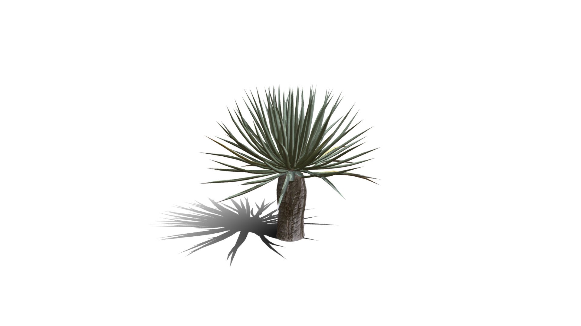 Model specs:





Species Latin name: Dracaena draco




Species Common name: Dragon tree




Preset name: Dwarf no flower mat 0




Maturity stage: Infant




Health stage: Thriving




Season stage: Spring




Leaves count: 192




Height: 0.6 meters




LODs included: Yes




Mesh type: static




Vertex colors: (R) Material blending, (A) Ambient occlusion



Better used for Hi Poly workflows!

Species description:





Region: Africa




Biomes: Savana,Scrubland,Desert




Climatic Zones: Subtropical,Tropical




Plant type: Succulent



This PlantCatalog mesh was exported at 40% of its maximum mesh resolution. With the full PlantCatalog, customize hundreds of procedural models + apply wind animations + convert to native shaders and a lot more: https://info.e-onsoftware.com/plantcatalog/