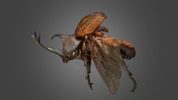 CC0 カブトムシ ♂ Japanese Rhinoceros Beetle beetle, cc0, coleoptera, publicdomain, insecta, arthropoda, scarabaeidae, animalia, ffishasia, trypoxylus, dichotomus