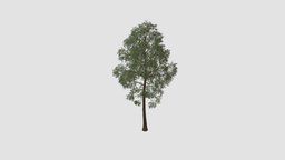 tree tree, plant, key, 46, am117