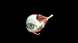 Anatomy of the Human Eye (with labels) eye, anatomy, medical, human