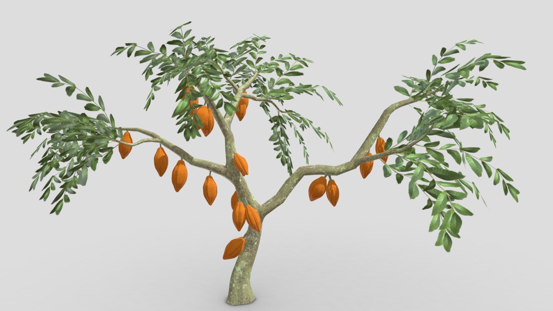This is a 3D low poly model of a Cacao tree that you can use in your projects.

Info:

Theobroma cacao is a small evergreen tree in the family Malvaceae. Its seeds, cocoa beans, are used to make chocolate liquor, cocoa solids, cocoa butter, and chocolate. Native to the tropics of the Americas, the largest producer of cocoa beans in 2018 was Ivory Coast, at 2.2 million tons.