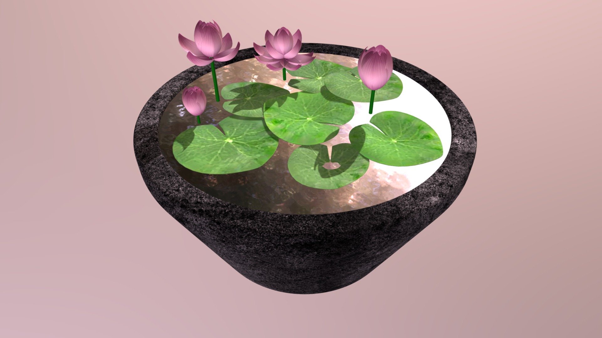 3D Model of blooming lotus flowers in a concrete pot.