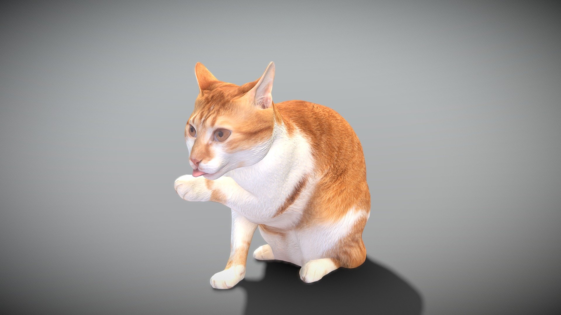 This is a true sized and highly detailed model of a young charming red cat. It will add life and coziness to any architectural visualisation of houses, playgrounds, parques, urban landscapes, etc. This model is suitable for game engine integration, VR/AR content, etc.

Technical specifications:




digital double 3d scan model

150k &amp; 30k triangles | double triangulated

high-poly model (.ztl tool with 5 subdivisions) clean and retopologized automatically via ZRemesher

sufficiently clean

PBR textures 8K resolution: Diffuse, Normal, Specular maps

non-overlapping UV map

no extra plugins are required for this model

Download package includes a Cinema 4D project file with Redshift shader, OBJ, FBX, STL files, which are applicable for 3ds Max, Maya, Unreal Engine, Unity, Blender, etc. All the textures you will find in the “Tex” folder, included into the main archive.

3D EVERYTHING

Stand with Ukraine!