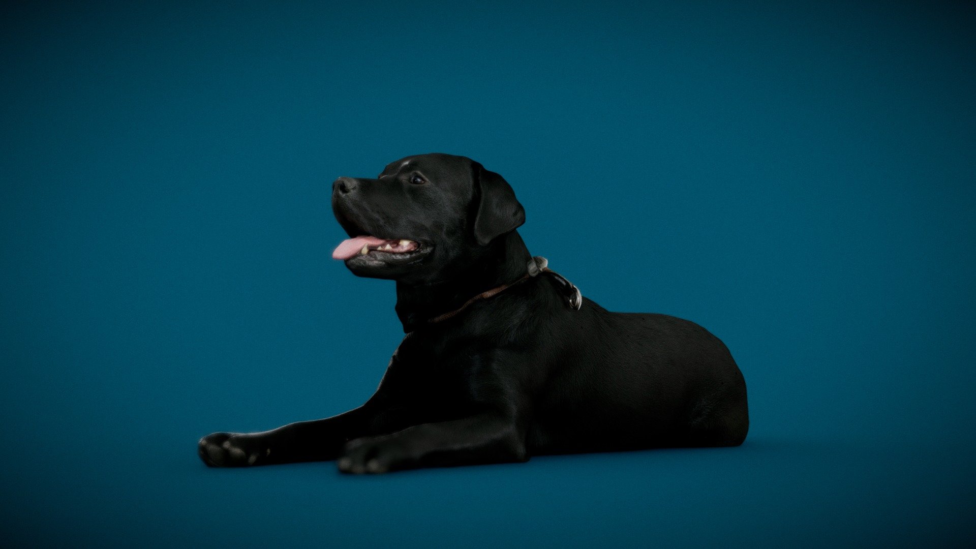 testing anisotropy to fake fur&hellip;

3d-dog-scan using photogrammetry technique // more poses and packages avaiable*




3D-Model approx. 50K quads / Autoretopo / UV-Layout for Anisotropy

4K DiffuseColorTexture/Roughness/Normal/Metal

real scale

watertight

3d-ScanService: https://www.optimission.de




https://skfb.ly/o8q9P https://skfb.ly/o8q9Q https://skfb.ly/o8q9S
