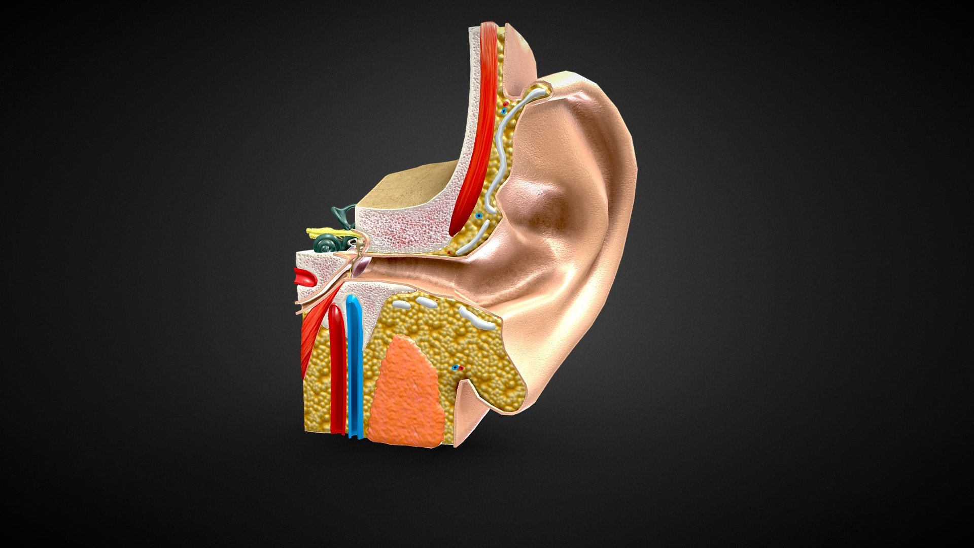 3D Ear Anatomy





No errors or missing files

High-quality polygonal model

No N-GONS Faces

This model is created in polygon quad &amp; tri with good edge flow, So you can edit and change it according to your requirements

Objects are grouped and named

The scene is well arranged ( layer and group)

Objects, materials, and textures are named

4K Textures



Poly Details:




Units in all formats: centimeters

Polygon: Quad and Tri (Subdivision-ready)

Polys counts: 14137


Vertices counts: 14668




Dimension:



(X=15 cm Y=6 cm Z=18 cm)

Formats:




3Ds Max 2014 _V-Ray

3Ds Max 2014 _Scanline

Maya 2016_V-Ray

Cinema 4D R20 _Standard

FBX_with Textures

OBJ

PBR TXRs

3Ds

Textures:





Diffuse-Base-Normal-Specular-Metallic-AO-Glossines-Roughness




EarAnatomy_mtl  (9.PNG Files) _4096x4096


