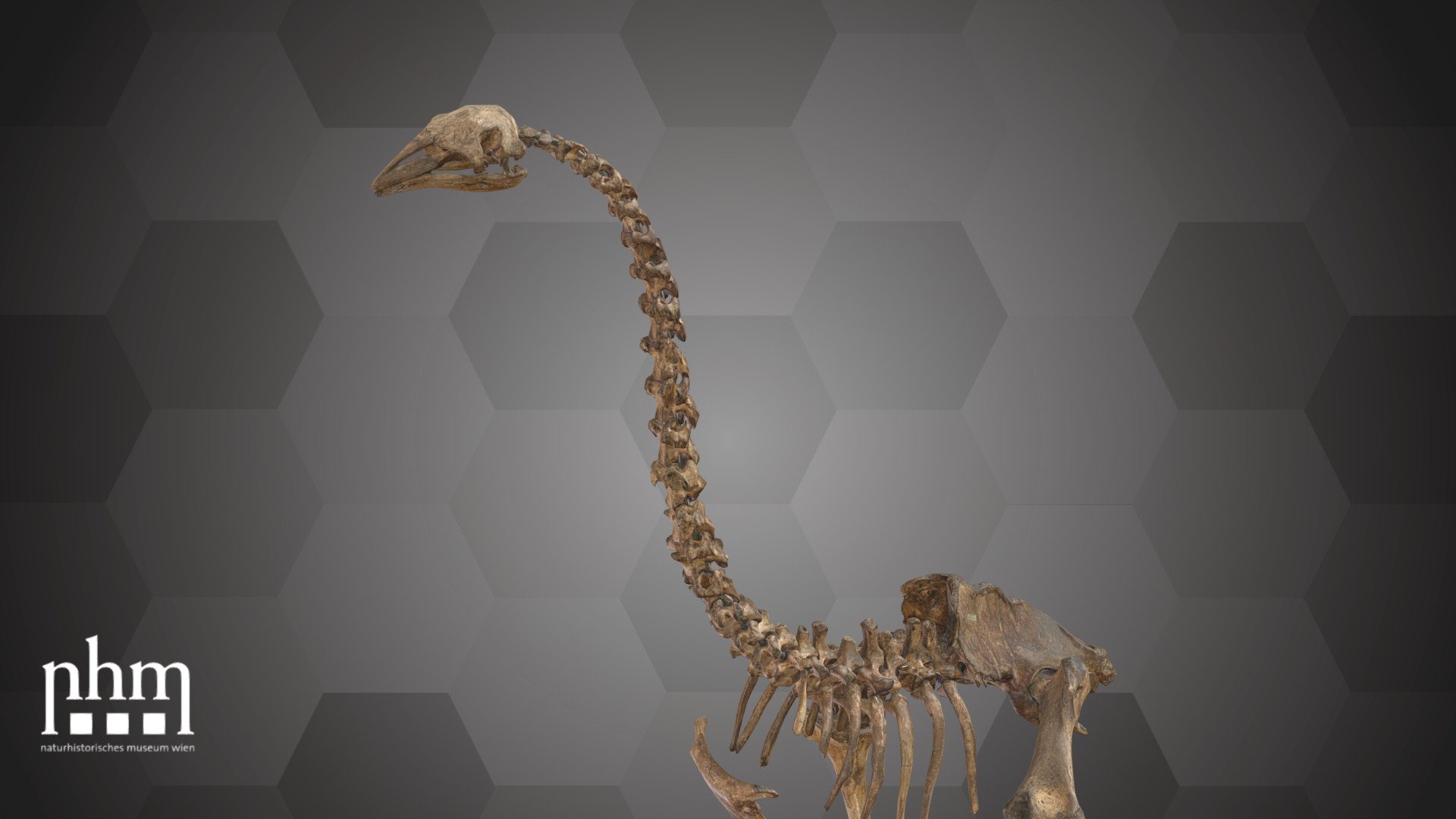 3D scan of a Southern stout-legged moa (Euryapteryx curtus gravis) skeleton from the Holocene. Moas are extinct birds that lived on New Zealand. This skeleton was donated to the museum by Dr. Julius Ritter von Haast in 1884. 

This specific skeleton is housed backstage, but complete skeletons of both a southern giant moa (Dinornis robustus, formally called Dinornis maximus) and another stout-legged moa are number 77 of the NHM Top 100 and can be found in Hall 30 of the NHM Vienna. Three more skeletons of different moa species are on display in the Ice Age (Eiszeit) corridor.

Specimen: Southern stout-legged moa, Euryapteryx curtus gravis (Owen, 1870)

Inventory number: NHMW-GEO-2021/0008/0001

Collection: NHMW, Geology &amp; Paleontology Dept., Vertebrate Coll. (curator: Ursula Göhlich)

Find out more about the NHMW here.

Scanned &amp; edited by N. Brodtmann, A. Haider &amp; V. Winkler (NHMW)

Scanner: Artec Leo. Infrastructure funded by the FFG.