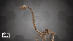 S. Stout-legged Moa (NHMW-GEO-2021/0008/0001) 3dscanning, pleistocene, artec, museum, moa, vienna, wien, nhm, flightless, 3dscan, artecleo, nhmvienna, nhmw, naturhistorisches, easternmoa