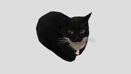 Maxwell the cat (Dingus) meme, cats, gmod