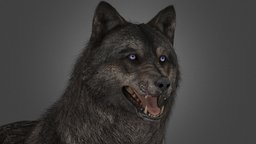 COD: Ghost's Wolf [+Puppy] dog, animals, canine, dogs, downloadable, blender3dmodel, blendercycles, wolf3d, canines, wolff, downloadfree, blender, blender3d, animal, wolf, download