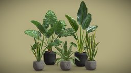Indoor Plants Pack 46 pot, tropical, boston, concrete, indoor, exotic, potted, banana, fern, terracotta, nicolai, strelitzia, plastic, interior, sansevieria, alocasia, macrorrhiza
