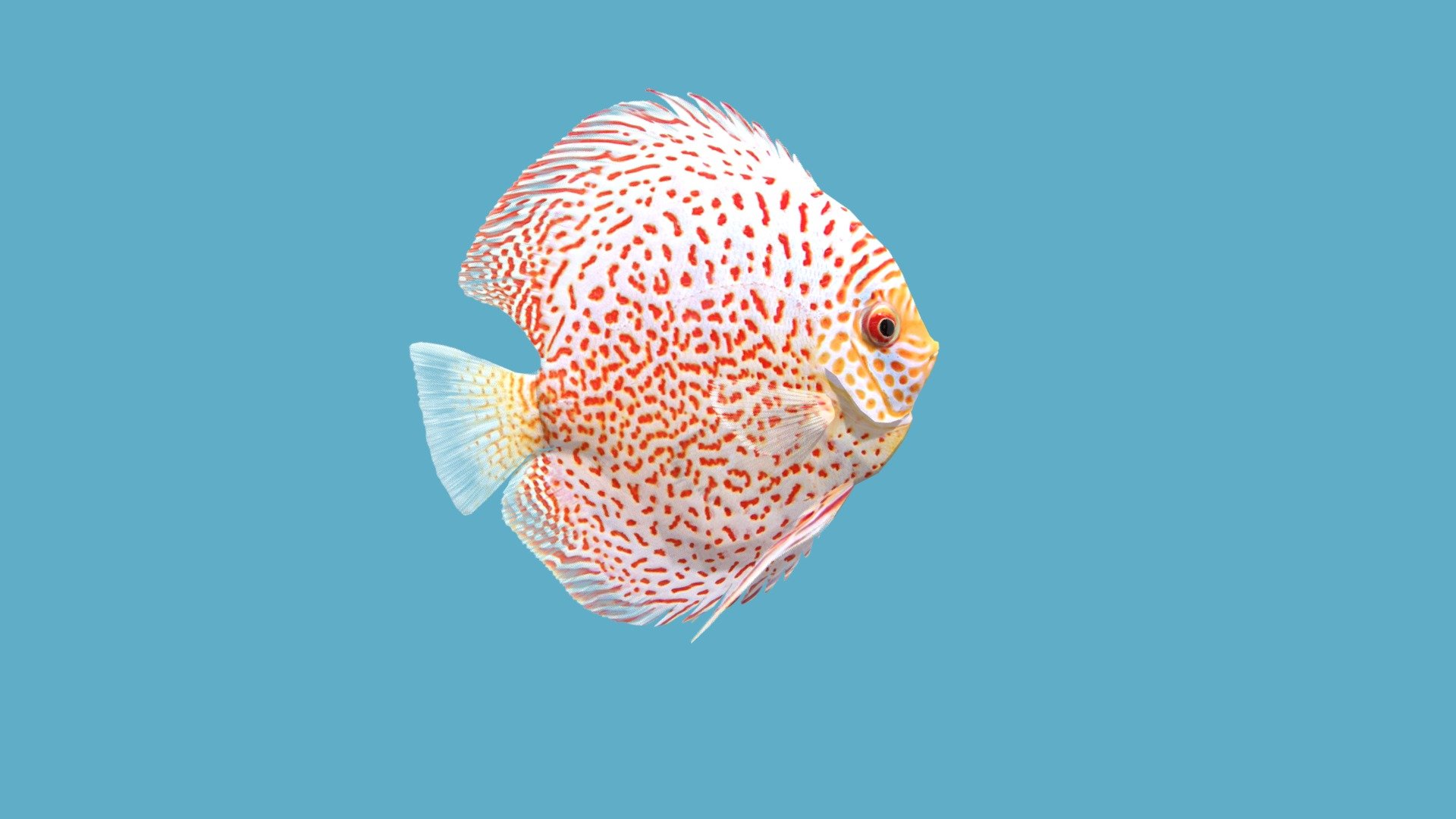 
Before purchasing this model, you can free download Emperor Angelfish and try to import it. 



The realistic fish model &ldquo;Discus Leopard Red Spotted