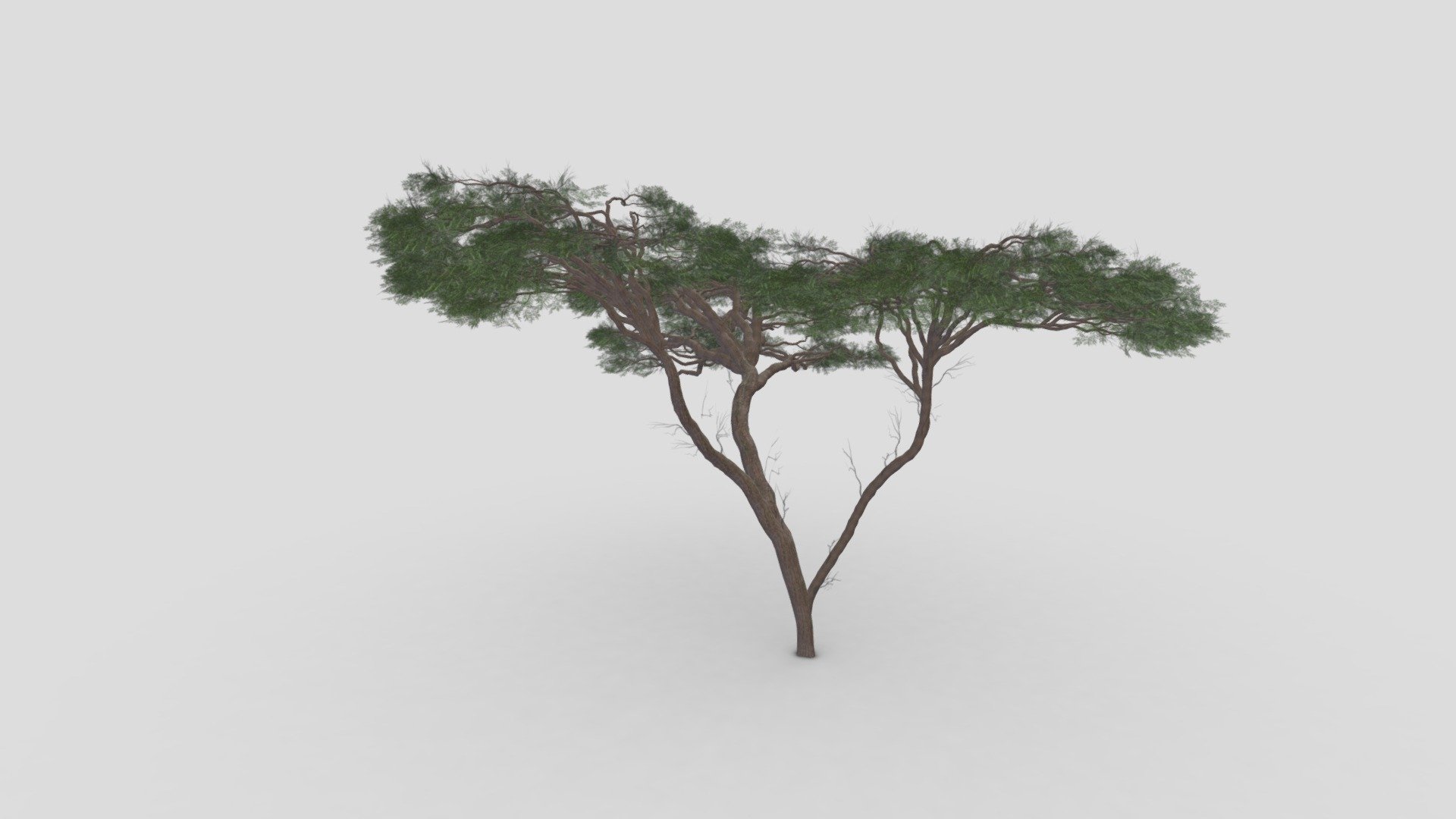 acacia, (genus Acacia), genus of about 160 species of trees and shrubs in the pea family (Fabaceae). Acacias are native to tropical and subtropical regions of the world, particularly Australia (where they are called wattles) and Africa, where they are well-known landmarks on the veld and savanna.