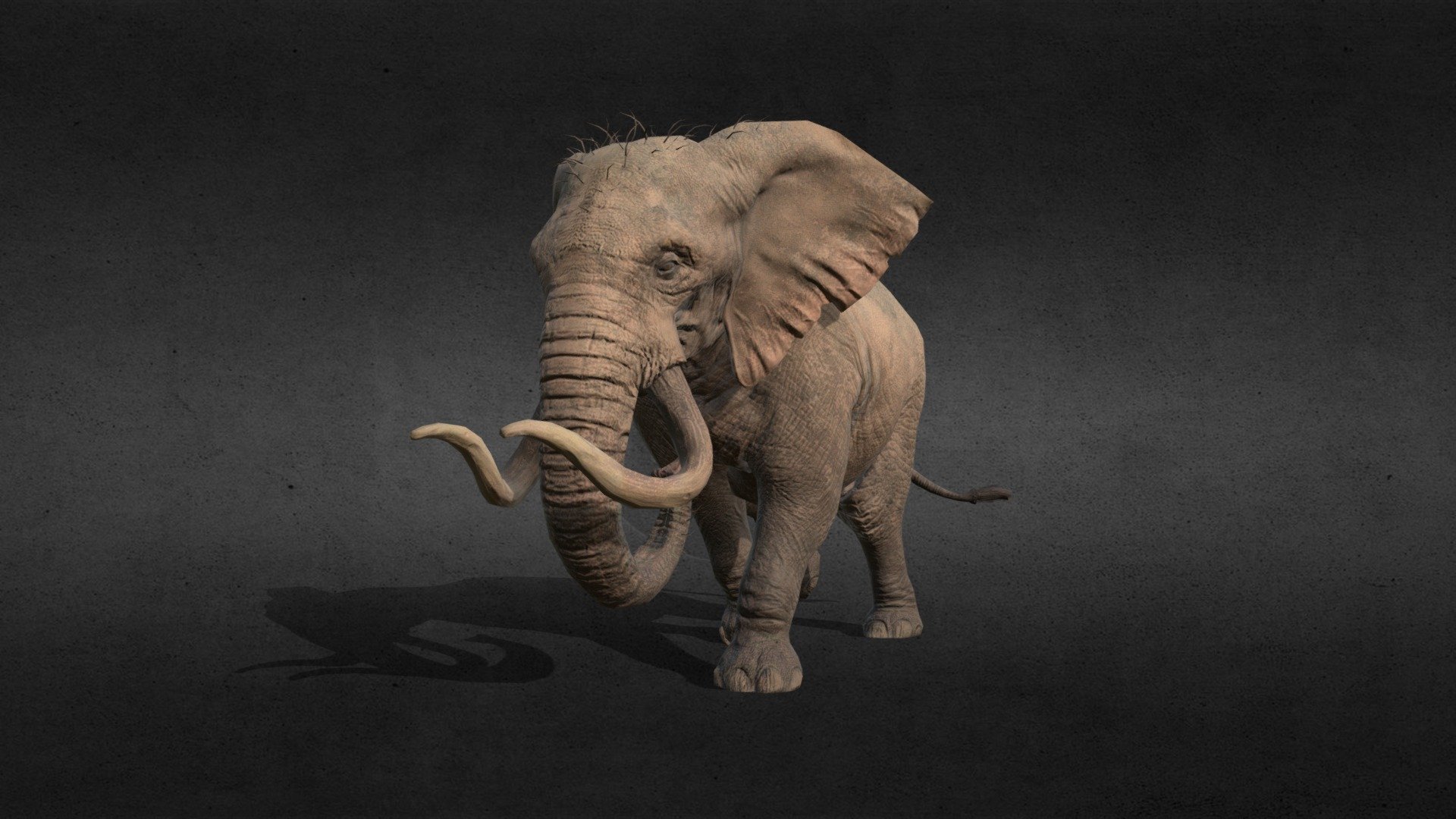 Modelo de un elefante con la animacion Caminar en formato FBX con texturas y rig completo.