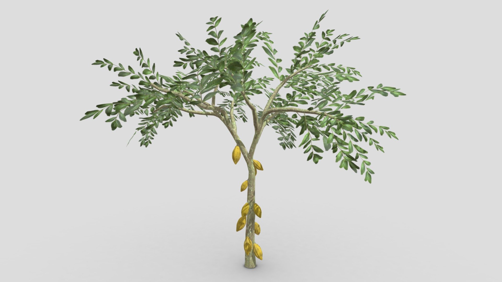This is a 3D low poly model of a Cacao tree that you can use in your projects.

Info:

Theobroma cacao is a small evergreen tree in the family Malvaceae. Its seeds, cocoa beans, are used to make chocolate liquor, cocoa solids, cocoa butter, and chocolate. Native to the tropics of the Americas, the largest producer of cocoa beans in 2018 was Ivory Coast, at 2.2 million tons.