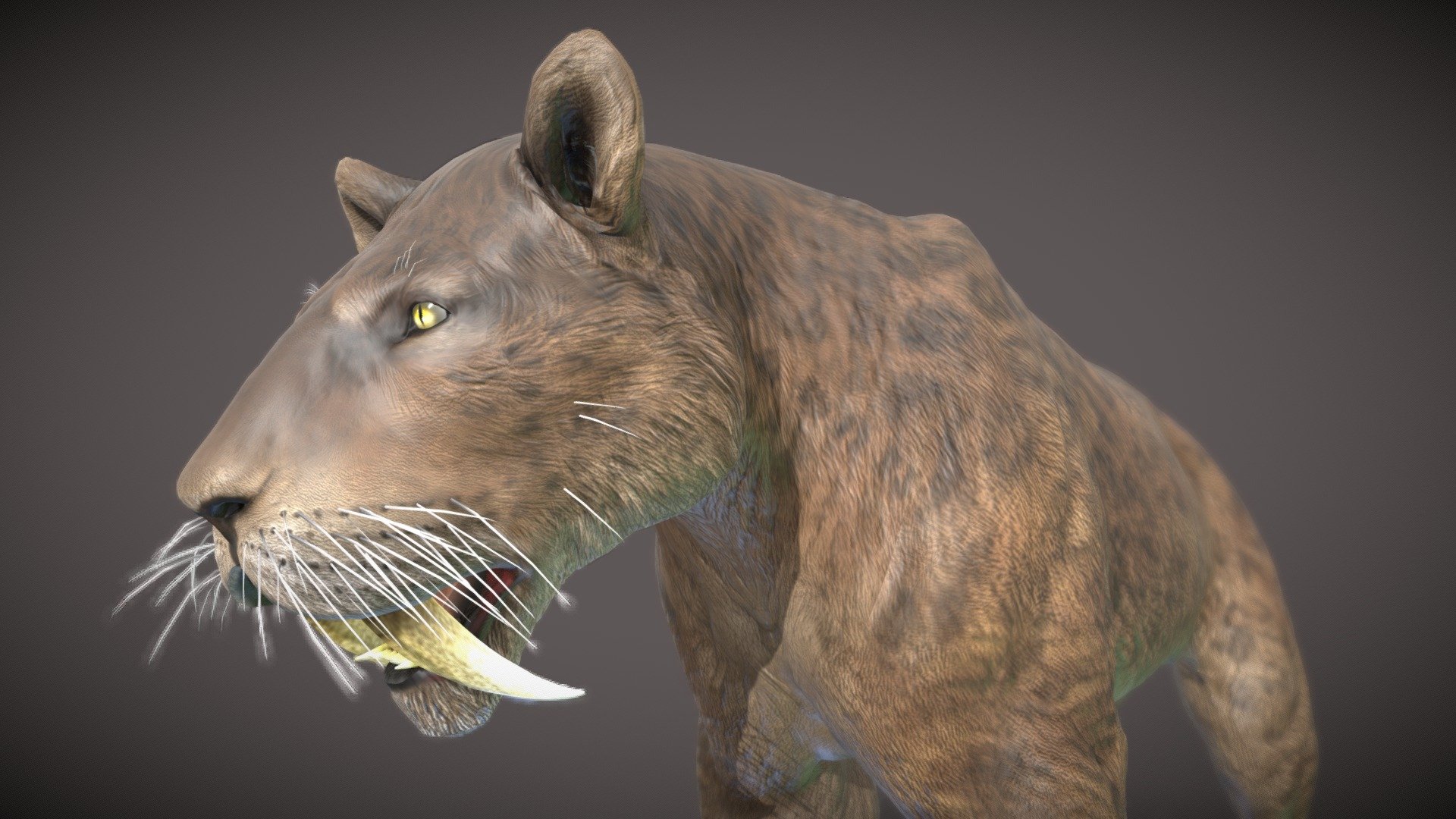 Smilodon, commonly known as the saber-toothed cat, was a remarkable and iconic predator that lived during the Pleistocene epoch. These large cats were characterized by their long, curved canine teeth, which were adapted for stabbing and slashing rather than simply biting.

There are several species of Smilodon, with Smilodon fatalis being one of the most well-known. These saber-toothed cats were formidable predators, likely preying on large herbivores such as bison and camels. The length of their canines indicates a specialized hunting strategy, using their impressive teeth to deliver powerful and precise bites to the necks of their prey.

Explore the Pleistocene landscapes with Smilodon, an apex predator that left an indelible mark on the prehistoric world. Uncover the mysteries of these saber-toothed cats with