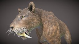 Smilodon cat, paleontology, smilodon, naturalhistory, sabertoothedcat, fossildiscovery, pleistocenepredator, prehistoriccarnivore