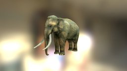 Asian elephant elephant, indian, asian