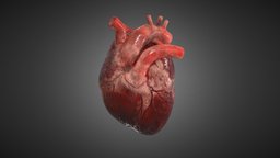 Realistic Human Heart organ, 3dmodels, cg, heart, vray, artwork, artist, 3dblender, keyshot, 3danimation, zbrush-sculpt, human-anatomy, artstationhq, substancepainter, maya, render, texturing, texture, zbrush, 3dmodel, human, keyshot3d, drendering