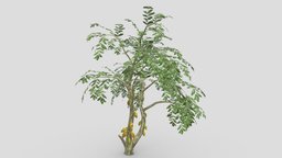 Cacao Tree( Yellow Fruit)- 05 cacao-tree, 3d-cacaotree, lowpoly-cacao, 3d-lowpoly-cacao, cocoatree