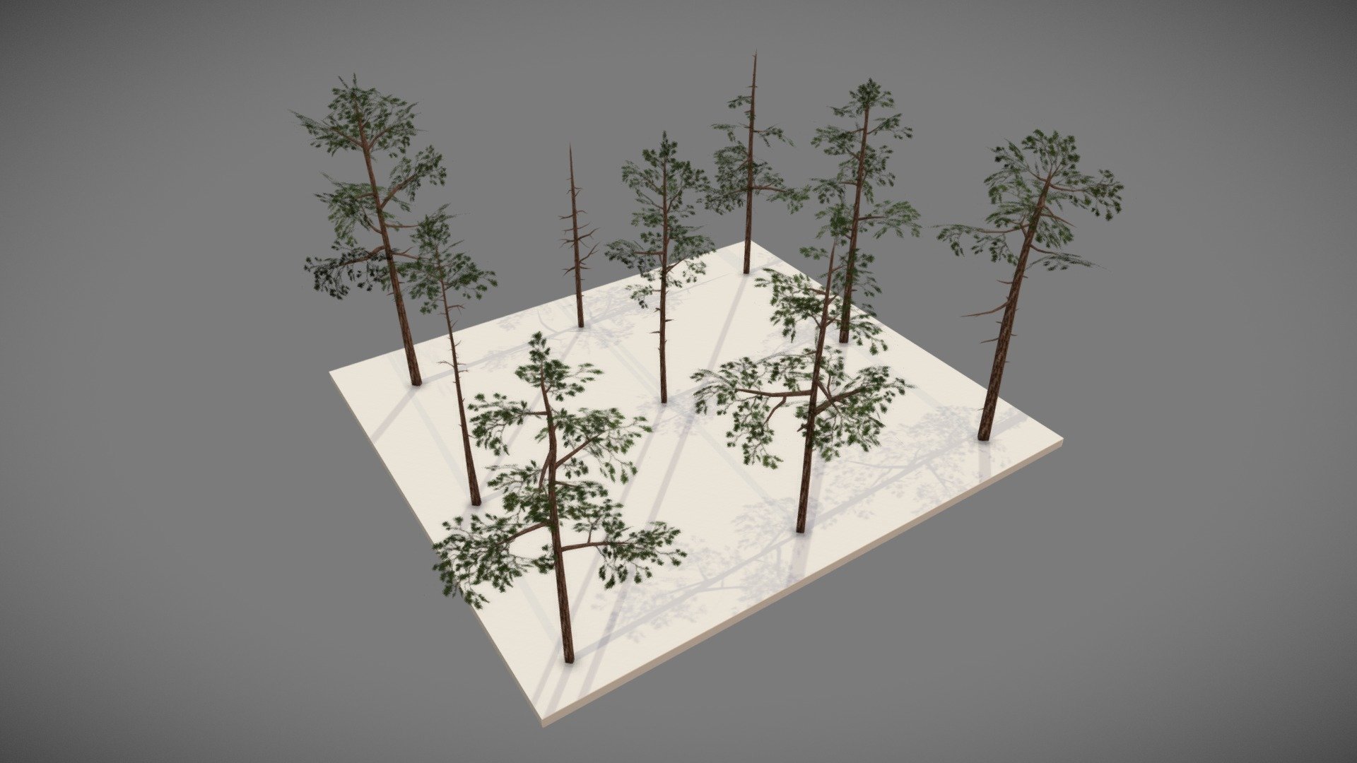 This is a collection of 9 low poly pine tree models.
