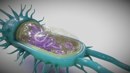 Bacterial cell structure school, biology, organic, figure, medieval, earth, cells, living, health, plague, highschool, eukaryote, diseno, bacteria, ebers, structure, human, healtchcare