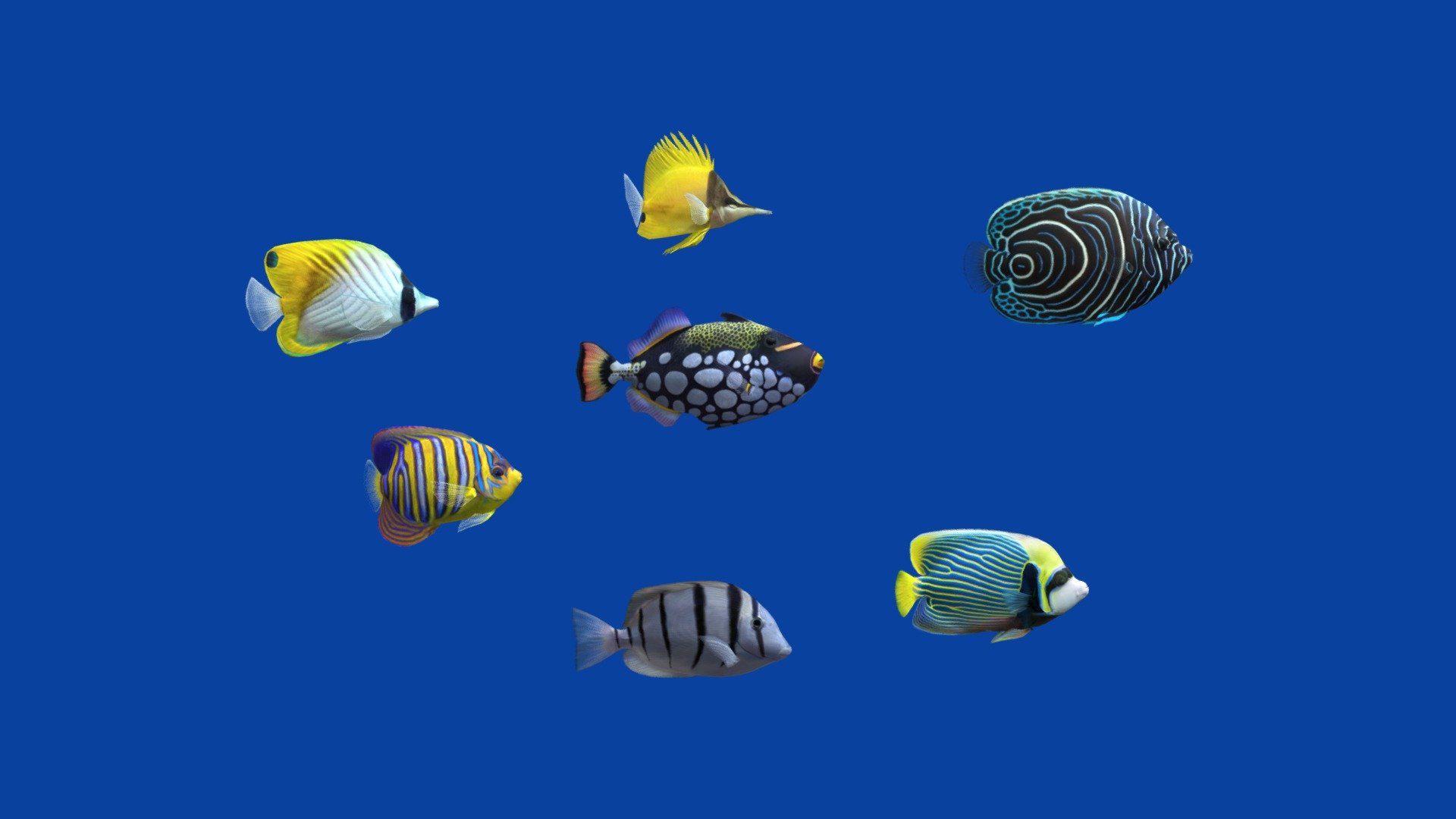 
The NEW Ver 2.0  https://skfb.ly/pHOZW



Before purchasing this model, you can free download Emperor Angelfish and try to import it. 



The pack includes next animation loops:

1 Clow Triggerfish............ (idle 1-302)

2 Convict Tang.................. (idle 1-299)

3 Emperor Angelfish ........(idle 1-499)

4 Juvenile Angelfish .........(idle 1-480)

5 Royal Angelfish............. (idle 1-499)

6 Threadfin ...................... (idle 1-240)

7 Yellow Longnose............(idle 1-250)


Other Coral Fish Packs:

Pack3 - Aquarium Fish 7: https://skfb.ly/oCQSN

Pack1 - Coral Fish 7: https://skfb.ly/ouUWz