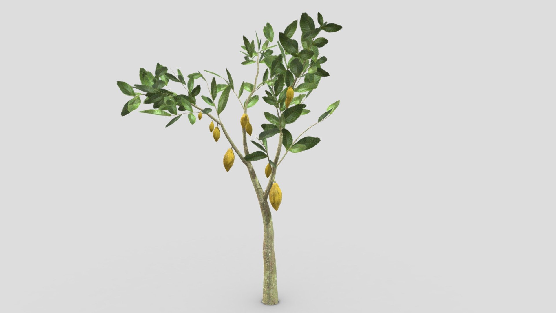This is a 3D low poly model of a Cacao tree that you can use in your projects.

Info:

Theobroma cacao is a small evergreen tree in the family Malvaceae. Its seeds, cocoa beans, are used to make chocolate liquor, cocoa solids, cocoa butter, and chocolate. Native to the tropics of the Americas, the largest producer of cocoa beans in 2018 was Ivory Coast, at 2.2 million tons.