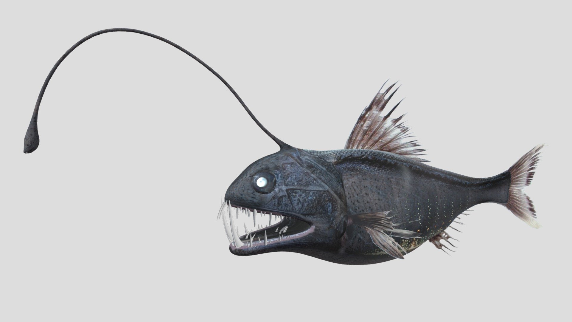 Angler/Viper deep sea fish

2 .blend files (with and without animation)

Model is fully rigged, animated, and UV mapped. Originally created in Blender 3.1.2

All textures are packed into the .blend file. This model is best optimized for use in Blender. I cannot guarantee that this model will appear exactly like preview imagery in non-native software.

Enjoy!