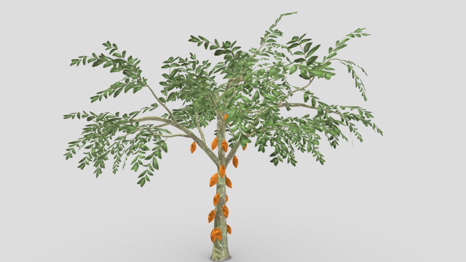 This is a 3D low poly model of a Cacao tree that you can use in your projects.

Info:

Theobroma cacao is a small evergreen tree in the family Malvaceae. Its seeds, cocoa beans, are used to make chocolate liquor, cocoa solids, cocoa butter, and chocolate. Native to the tropics of the Americas, the largest producer of cocoa beans in 2018 was Ivory Coast, at 2.2 million tons.